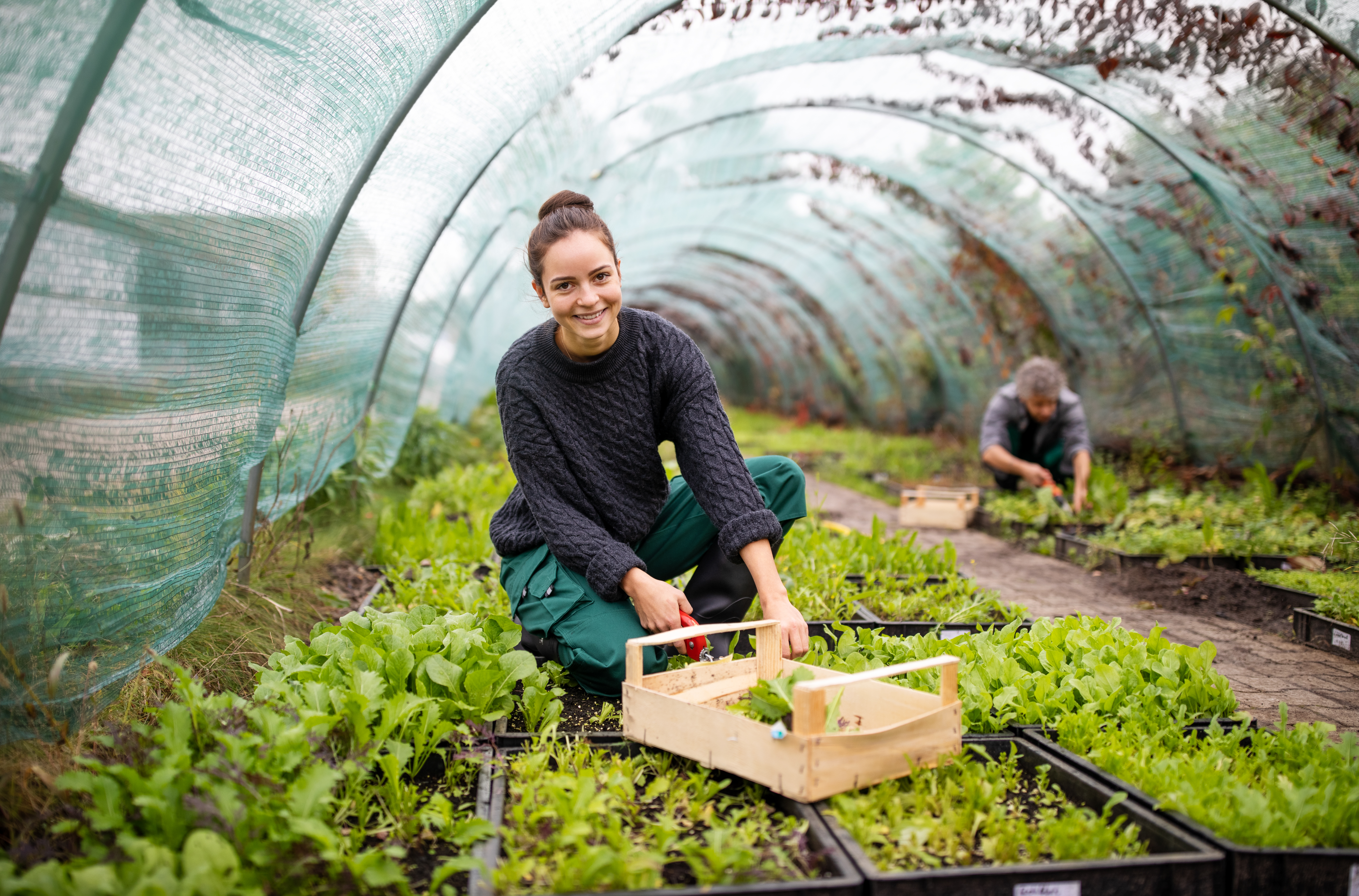 Female worker working on seedlings in greenhouse